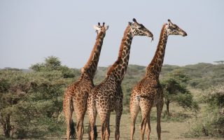 safari tanzanie