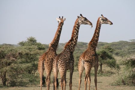 safari tanzanie