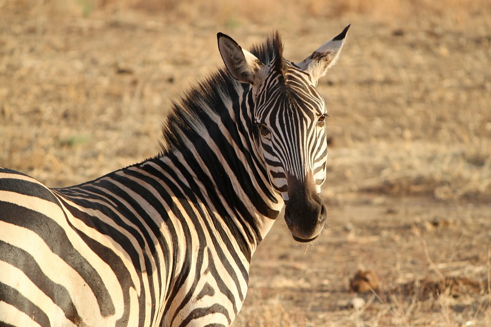 safari tanzanie